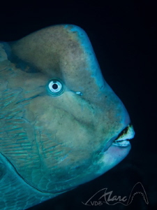 tubbatahaface by Marc Van Den Broeck 